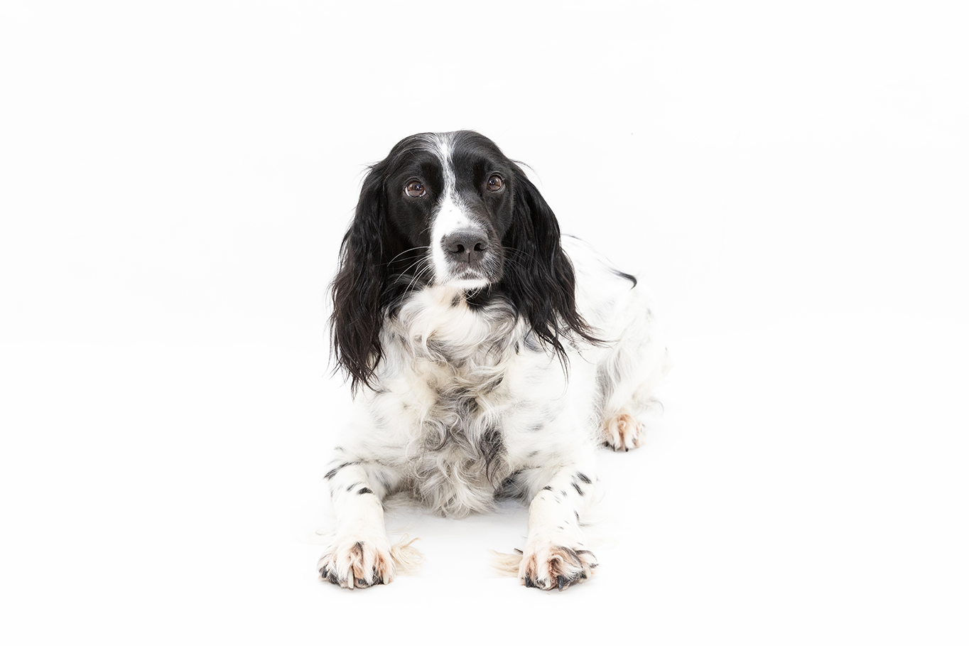 York Pet Photographer,Black and white puppy